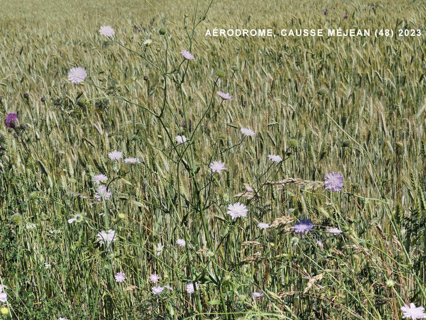 Scabious, Whole-leaved plant